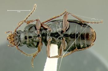 Media type: image;   Entomology 31310 Aspect: habitus ventral view